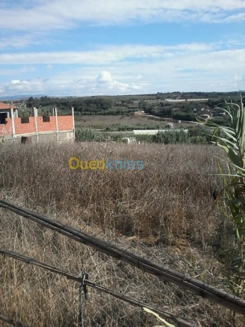 Location Terrain Agricole Boumerdes Zemmouri