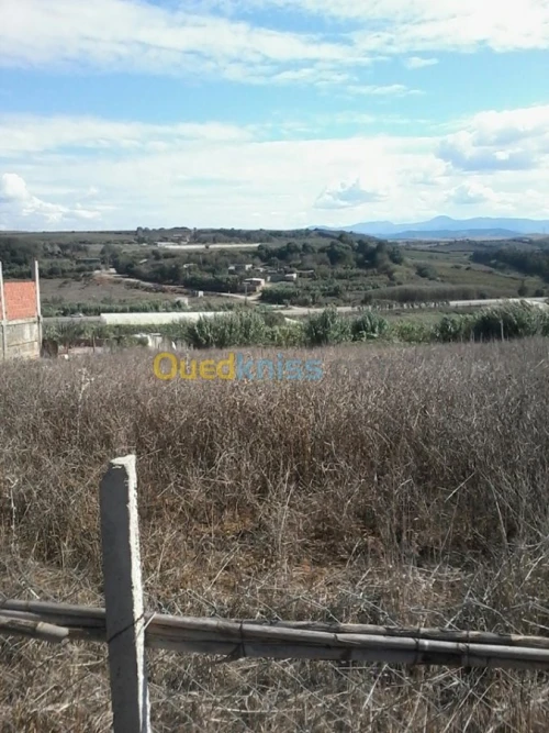 Location Terrain Agricole Boumerdes Zemmouri