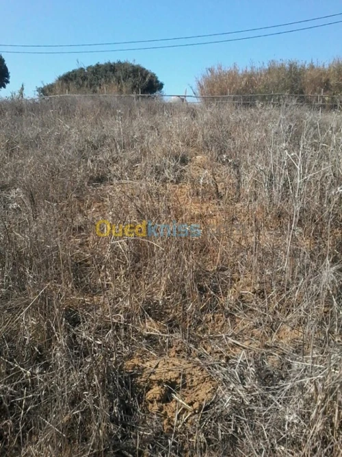 Location Terrain Agricole Boumerdes Zemmouri
