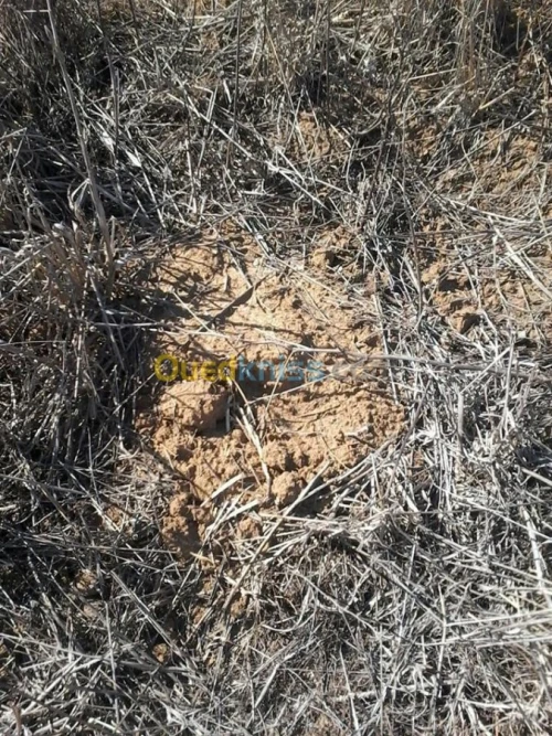 Location Terrain Agricole Boumerdes Zemmouri
