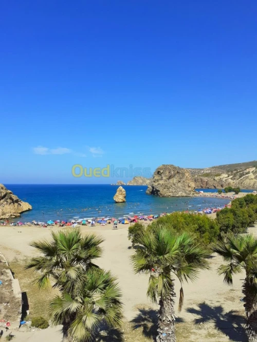 Vente Carcasse Tlemcen Marsa ben mhidi
