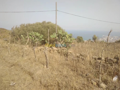 Vente Terrain Annaba Annaba