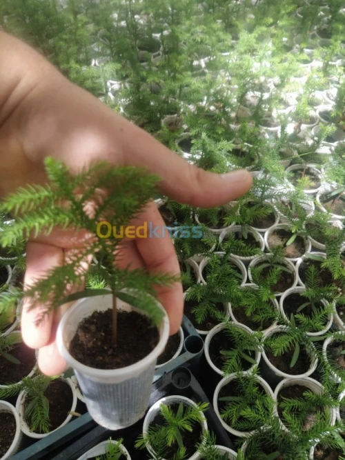Arocaria شجرة الاروكاريا 