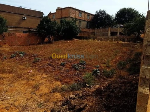 Vente Terrain Medea Medea