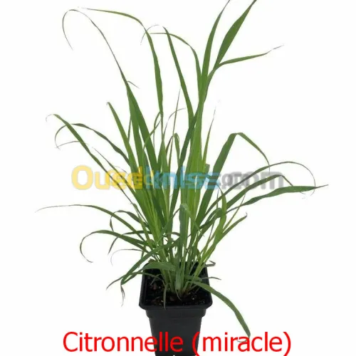  citronnelle عشبة الليمون