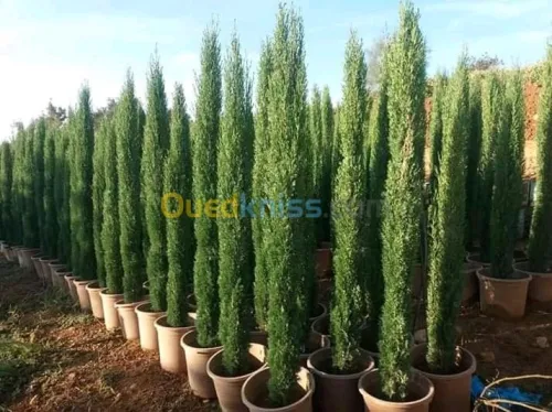 Aménagement des espèces verts 