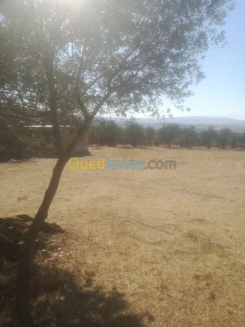 Vente Terrain Tizi ouzou Boghni