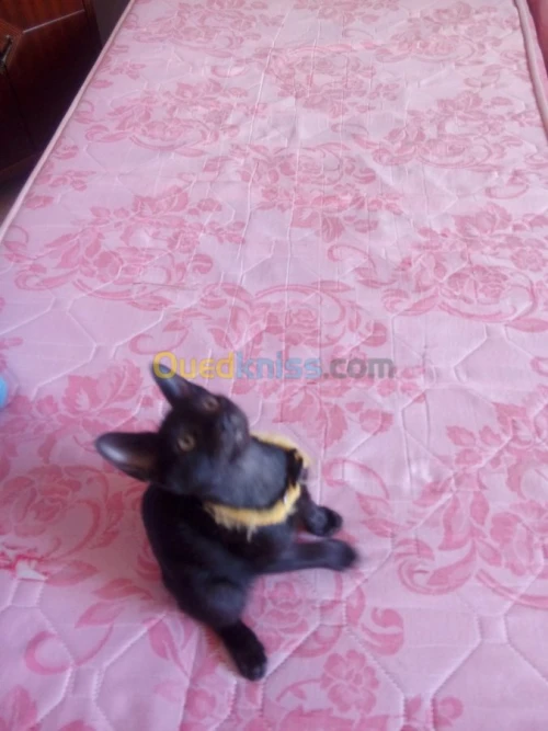 Chaton noire
