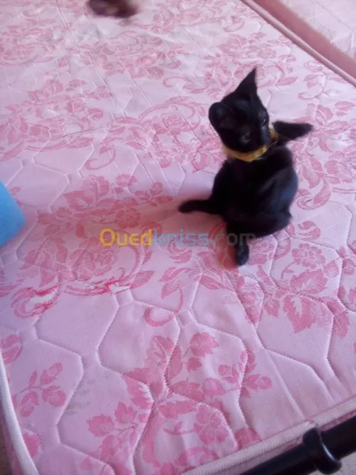 Chaton noire
