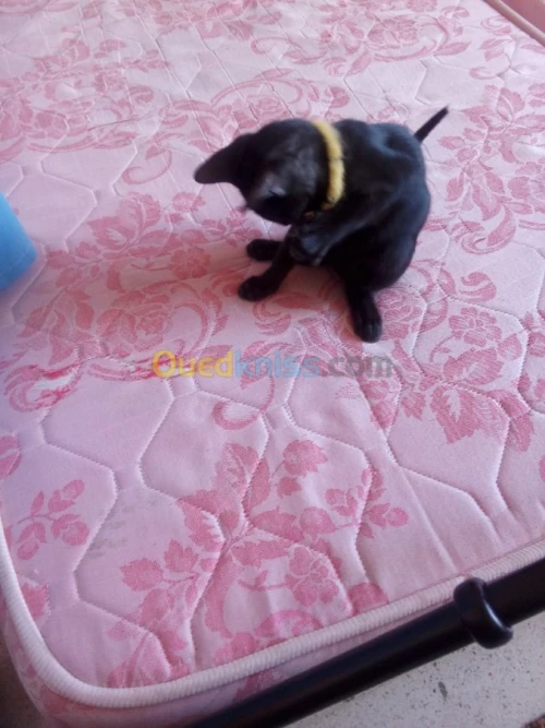 Chaton noire
