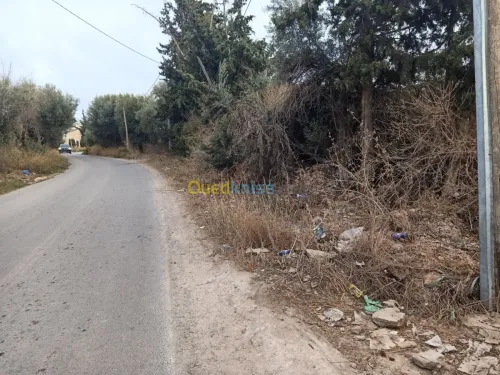 Vente Terrain Tlemcen Nedroma