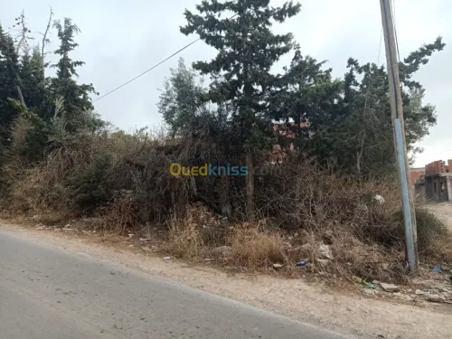 Vente Terrain Tlemcen Nedroma