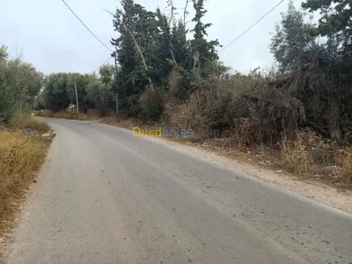 Vente Terrain Tlemcen Nedroma
