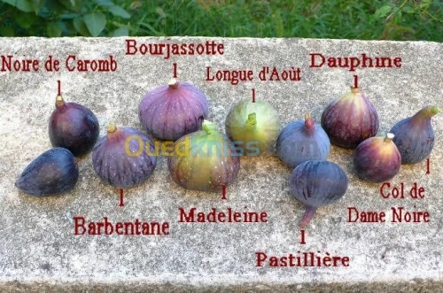 Figuiers الكرم 