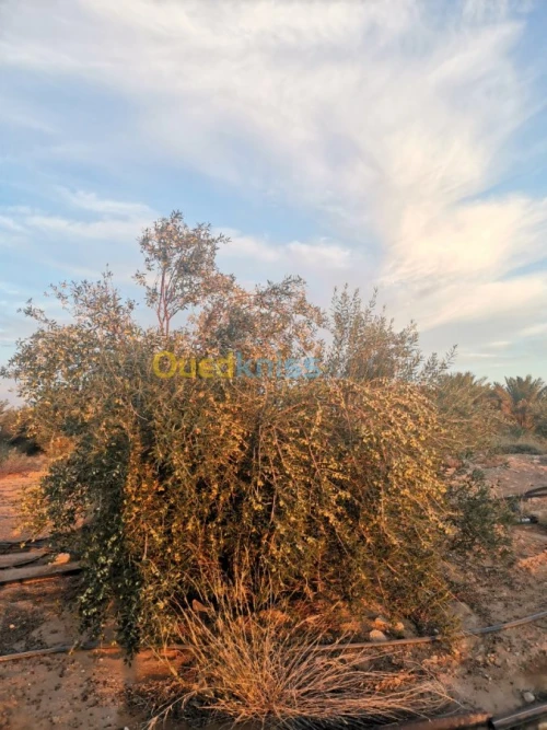 Vente Terrain Agricole Biskra Oumache