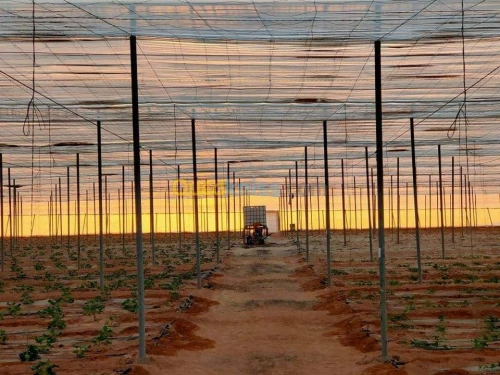 Vente Terrain Agricole Biskra Oumache