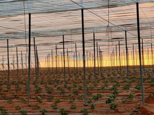Vente Terrain Agricole Biskra Oumache