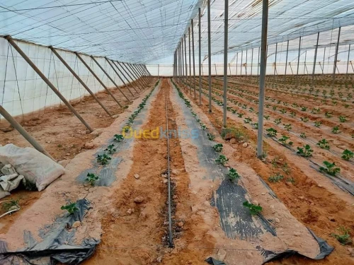 Vente Terrain Agricole Biskra Oumache