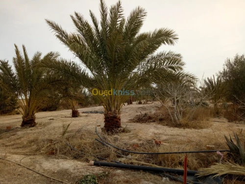 Vente Terrain Agricole Biskra Oumache