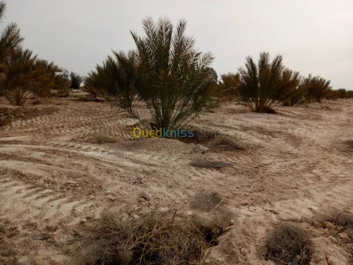Vente Terrain Agricole Biskra Oumache