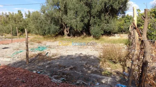 Vente Terrain Batna Ngaous