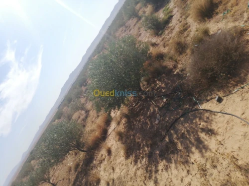 Vente Terrain Djelfa Ain oussara