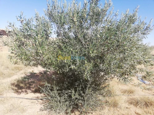 Vente Terrain Djelfa Ain oussara