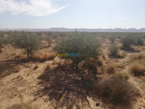 Vente Terrain Djelfa Ain oussara