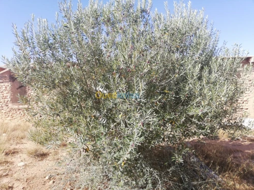 Vente Terrain Djelfa Ain oussara