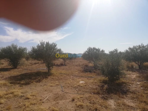 Vente Terrain Djelfa Ain oussara