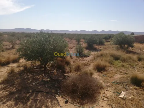 Vente Terrain Djelfa Ain oussara