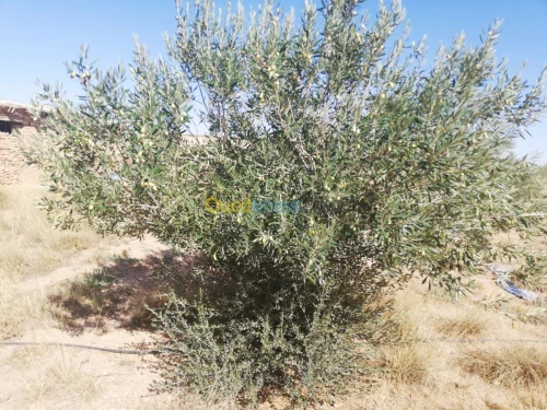 Vente Terrain Djelfa Ain oussara