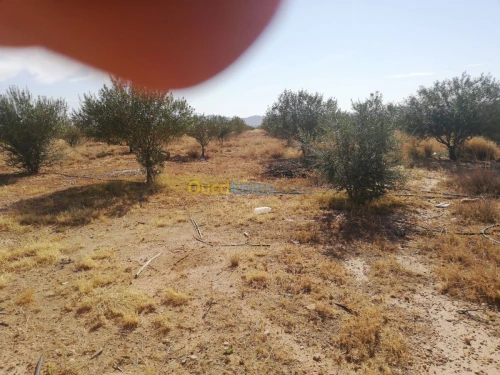 Vente Terrain Djelfa Ain oussara