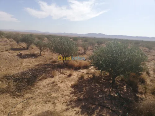 Vente Terrain Djelfa Ain oussara