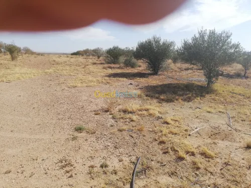 Vente Terrain Djelfa Ain oussara