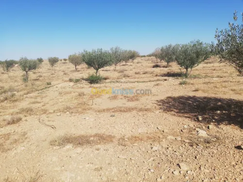 Vente Terrain Djelfa Ain oussara