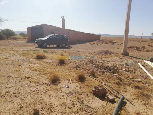 Vente Terrain Djelfa Ain oussara