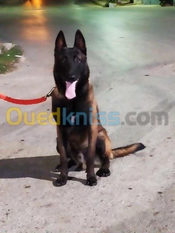 malinois