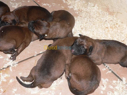 malinois