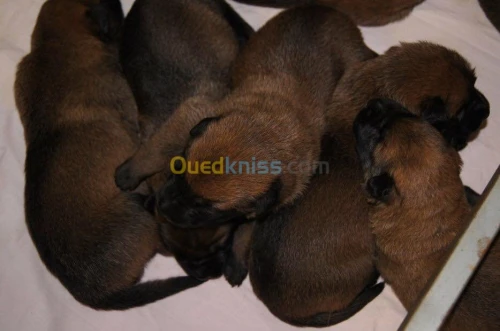 malinois