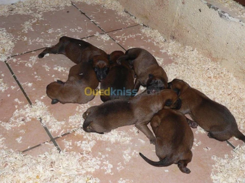 malinois