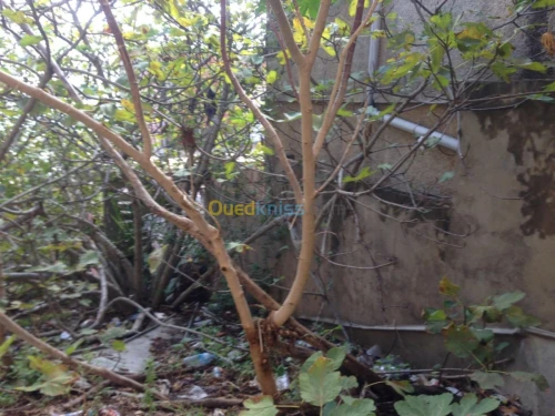 Vente Terrain Alger Bouzareah