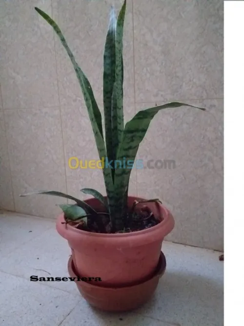 belles plantes d'ornements 