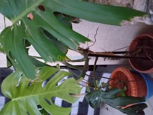 belles plantes d'ornements 