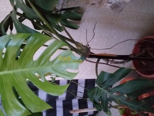 belles plantes d'ornements 