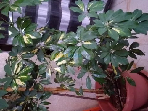 belles plantes d'ornements 