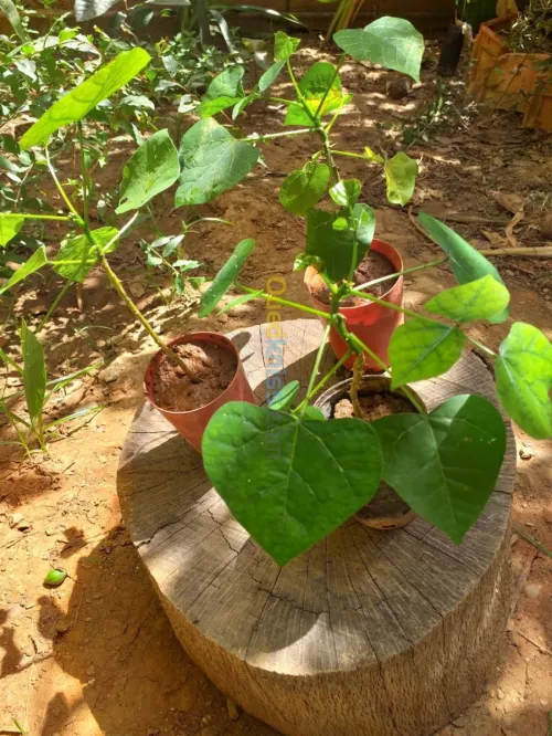 belles plantes d'ornements 