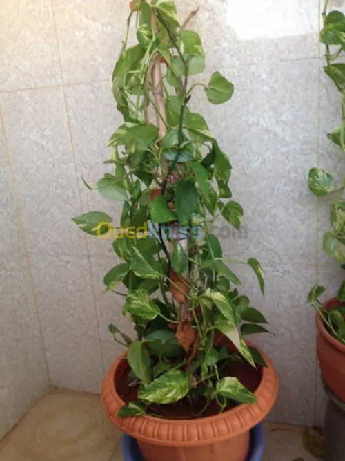 belles plantes d'ornements 