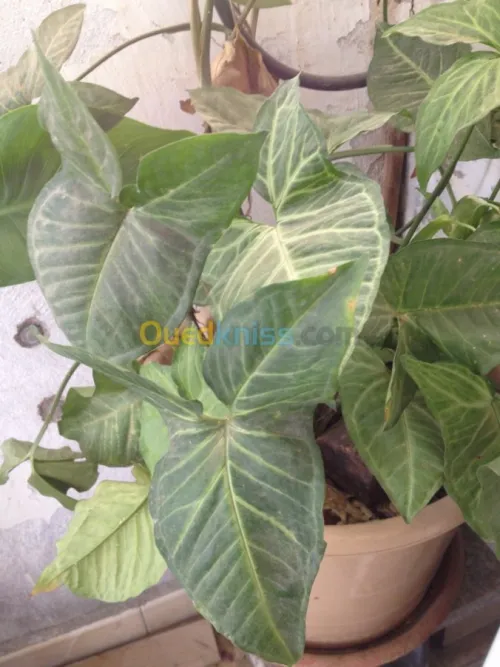 belles plantes d'ornements 