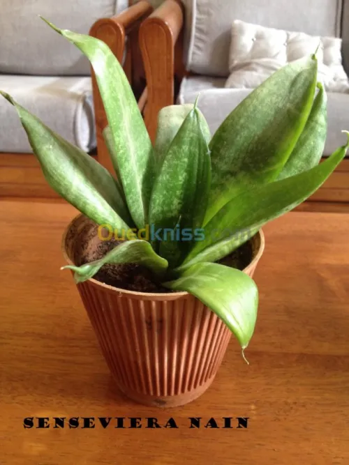 belles plantes d'ornements 